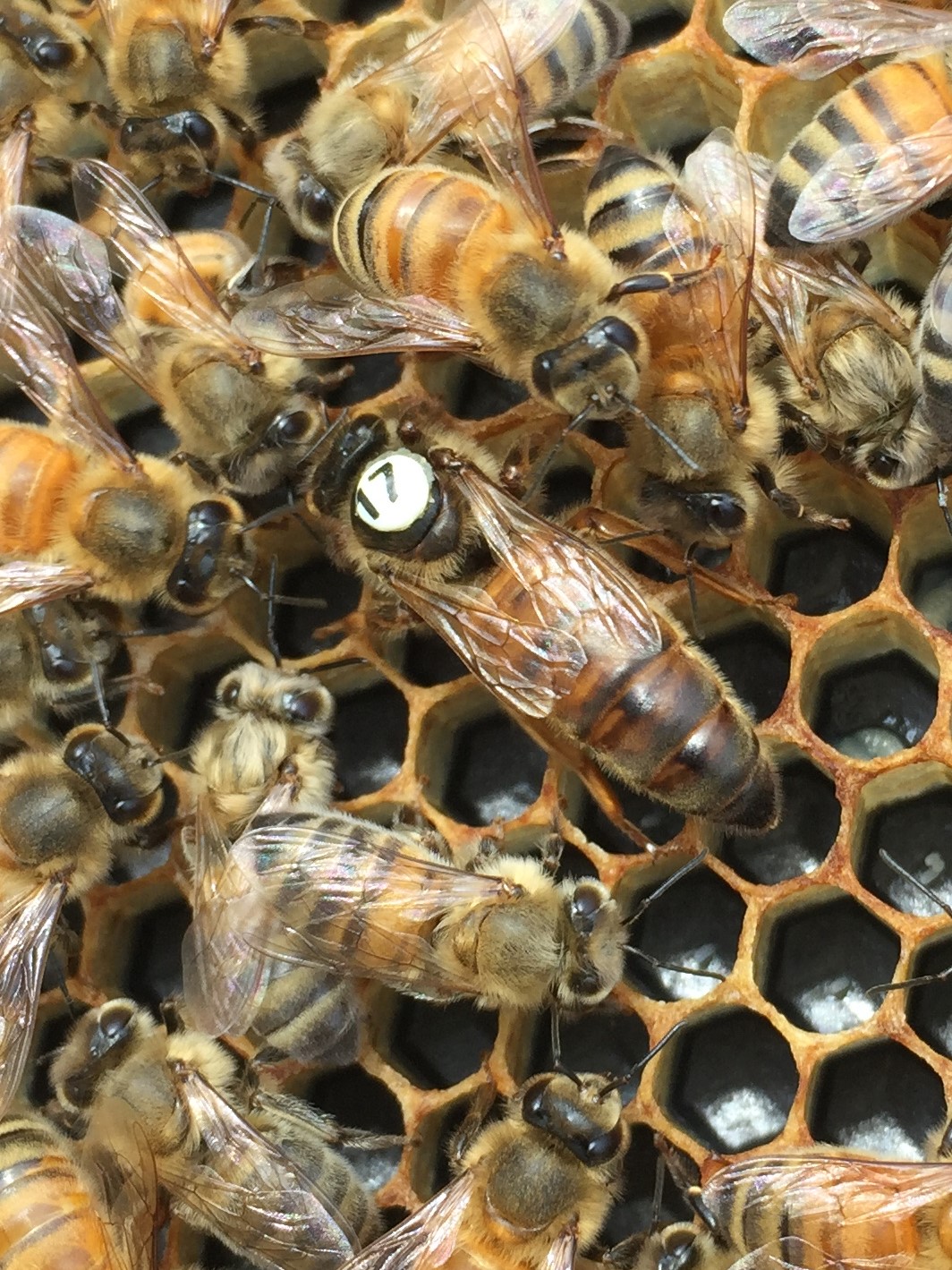 Northern Mated Carniolan Queen Bee – Chautauqua Apiary